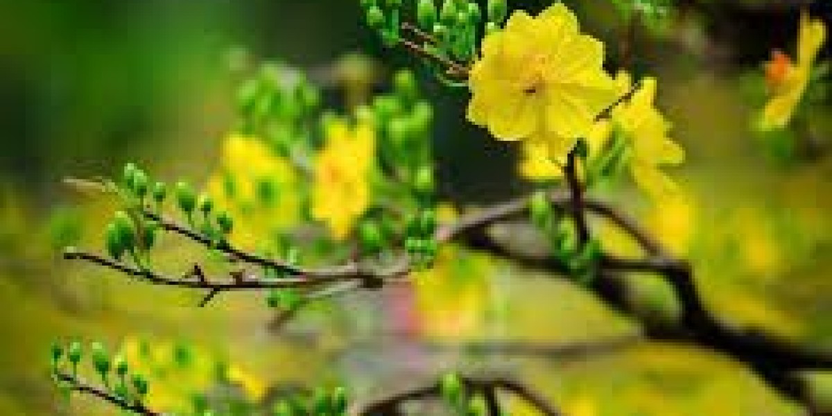 Ý nghĩa, Cách trồng và chăm sóc Hoa Mai Vàng cho Tết